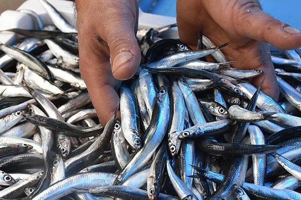 İhracatı 9 milyon dolar kazandırdı