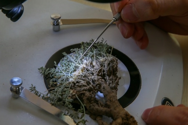 Erzurum'da yeni bir bitki türü bulundu