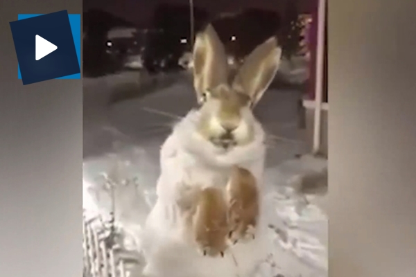 Sıra dışı görüntü: -56 derecede hayvanlar soğuktan taş kesildi!