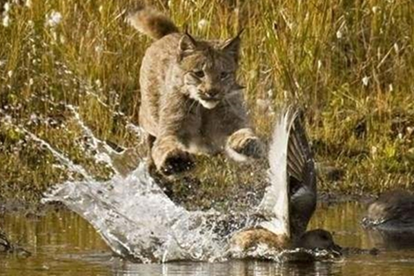 Vahşi kedi avlanırken görüntülendi