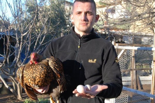 Bu tavukların tanesi 2 bin, yumurtası 40 lira