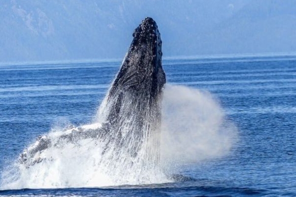2018 yılında soyu tehlikede olan 10 hayvan