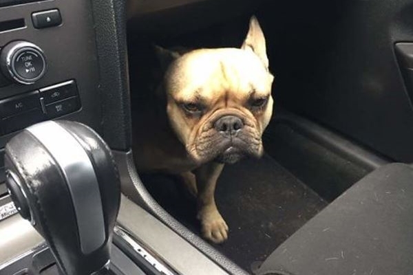 Veterinere giden köpekler gülümsetti