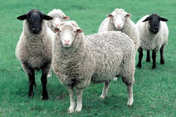 Köyüne geri dönene 300 koyun + maaş