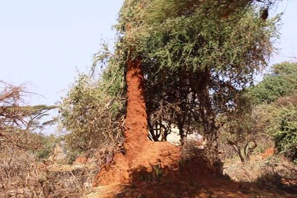 Büyüleyen karınca gökdelenleri