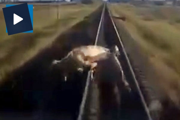 Hayvanlarını kurtarmak isterken tren çarptı