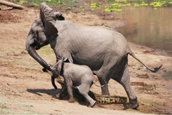 Yavru fil annesini timsahtan böyle kurtardı