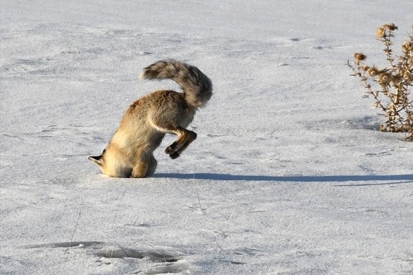Aç kalan tilki fare avında