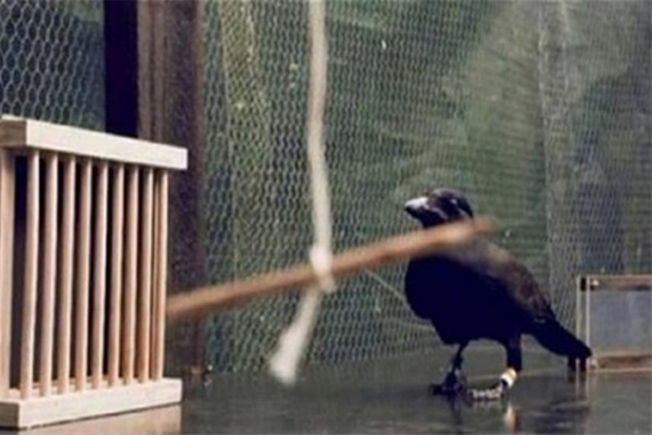 Karganın muhteşem zekası