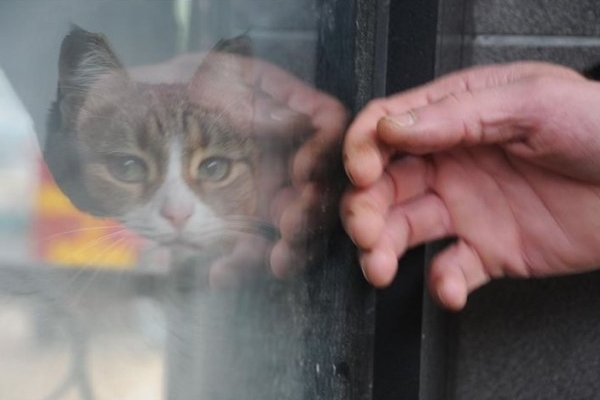 Dükkanda kilitli kalan kedi Yalova'yı ayağa kaldırdı