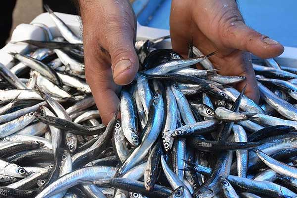 Karadeniz hamsisi tescillendi