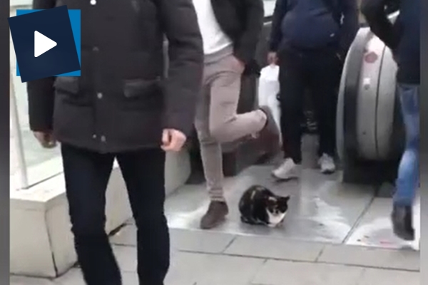 Taksim metrosundaki kedi sosyal medyayı salladı
