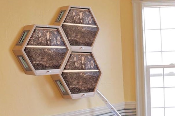 Oturma odasında arıcılık yaptıran sistem