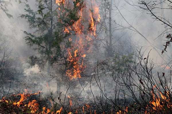 Son 5 yıldaki orman yangınlarının 840'ı kasten çıkarıldı