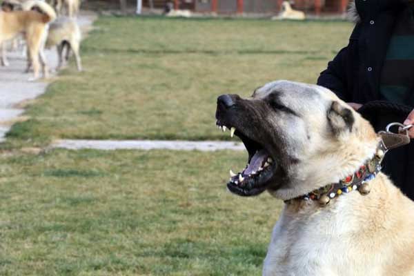 Kangallar Afrin için hazırlanıyor