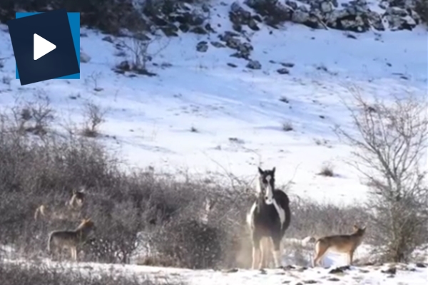 Kurt sürüsüne dalan cesur at