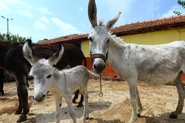 At ve eşeklere kimlik geliyor