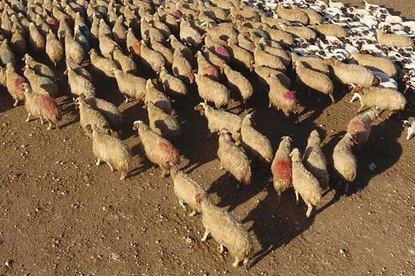 '300 koyun projesi'nde başvurular başladı