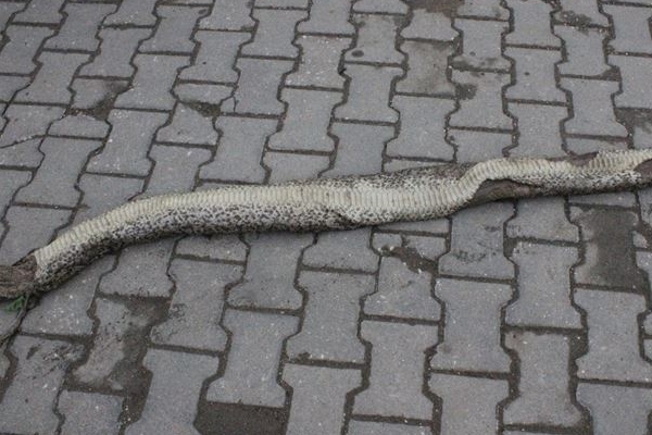 Tekirdağ’da dev yılan paniği