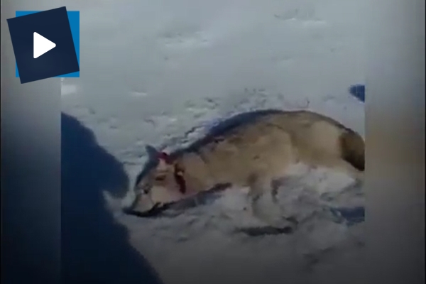 Öldü sanılan kurt avcıya saldırdı!