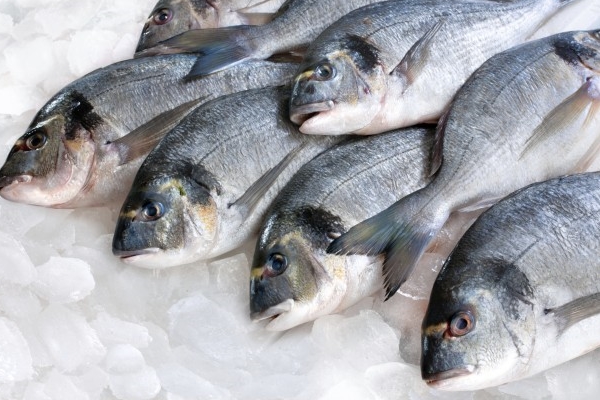 Balığın en faydalı yeri neresi?