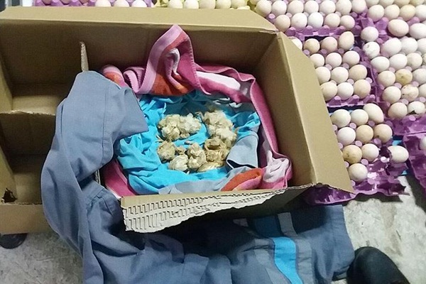 Çöpe atılan yumurtalardan civciv çıktı