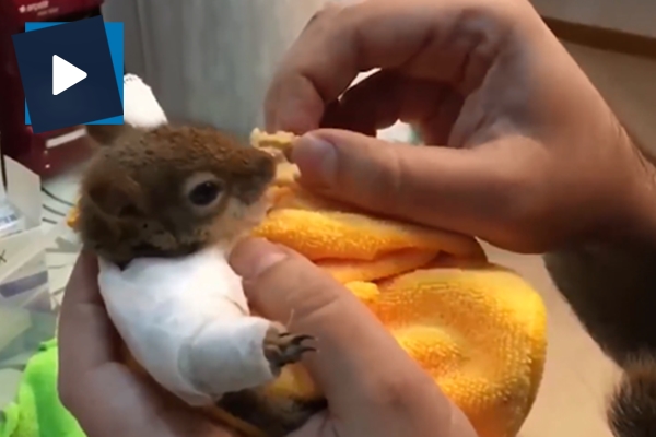 Yaralı sincabı tedavi edip elleriyle besledi