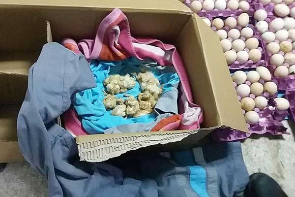 Çöpe atılan yumurtalardan civciv çıktı