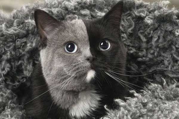 Çift yüzlü kedi Narnia internetin yeni gözdesi