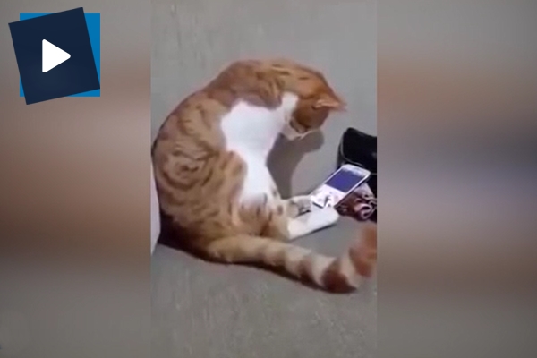 Ölen sahibini telefonda gören kedinin tepkisi