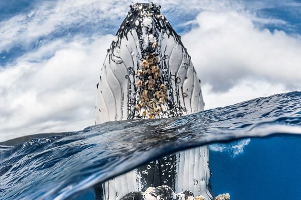 2018'in Su altı Fotoğrafçısı seçildi