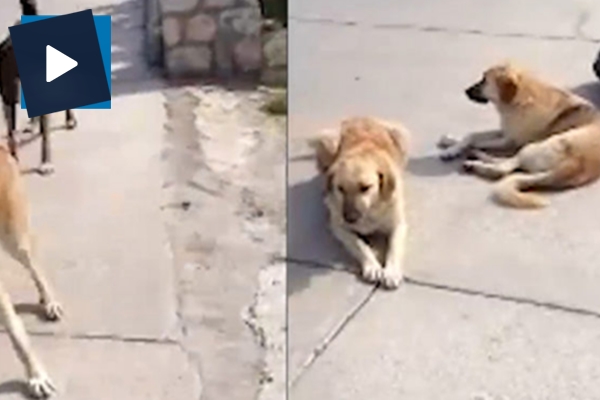 Saldırmak üzere olan sokak köpeklerini mum gibi yapan eğitmen