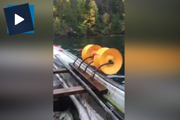 Oldukça etkili bir balık yakalama yöntemi