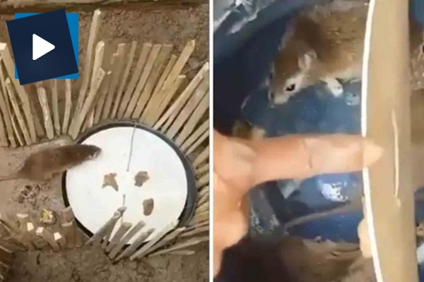 Yakaladığı farelere Karadeniz şivesiyle dublaj yapan adam kırdı geçirdi