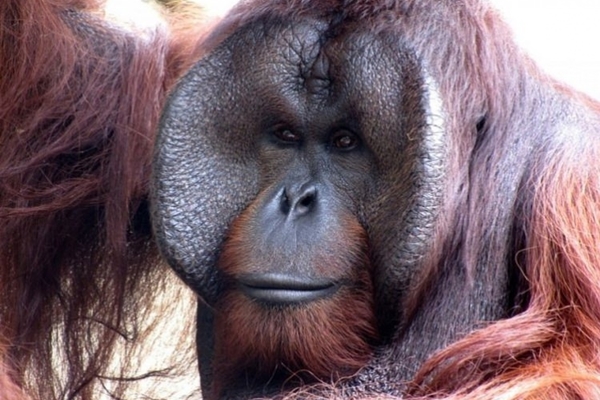 2018 senesinde soyu tehlikede olan 10 hayvan