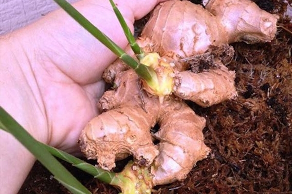 Zencefili evde kendiniz yetiştirin!