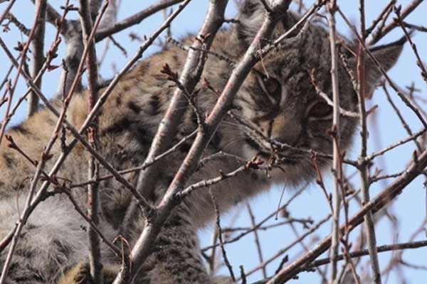 Aydın'da kuduz vaşak alarmı