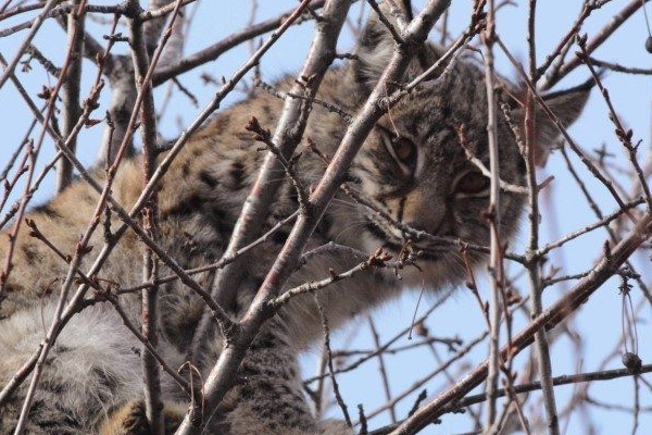 O bir kedi değil! Köye girdi önüne gelene saldırdı