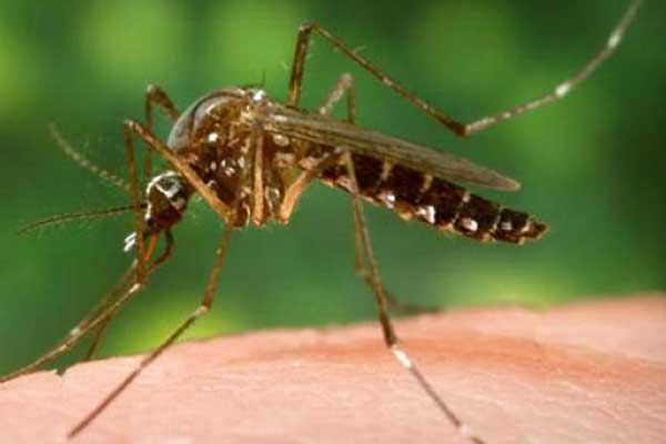Zika virüsünü yayan protein bulundu