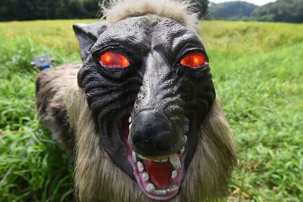 Japonya'da robot kurtlar korkuluk görevinde