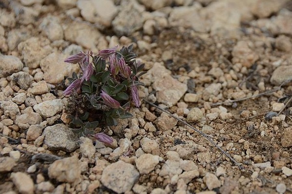 Keşfedilen endemik bitki türüne Sancar'ın adı verildi