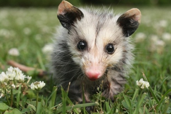 Tembellikleriyle sizi şaşırtacak 8 hayvan