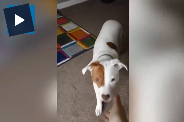 Sağır olduğu için 5 kez sokağa atılan İvor artık işaret dili biliyor