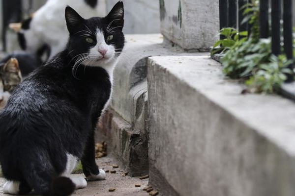 Şeyh Yahya Efendi Külliyesi'nin sevimli ev sahipleri