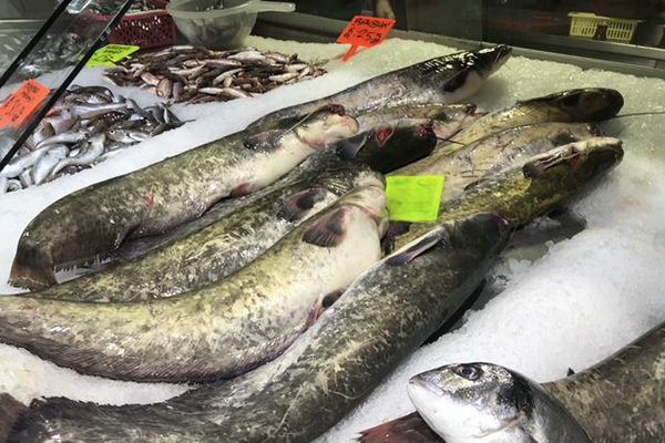 Yayın Balığının fiyatı 25 TL oldu