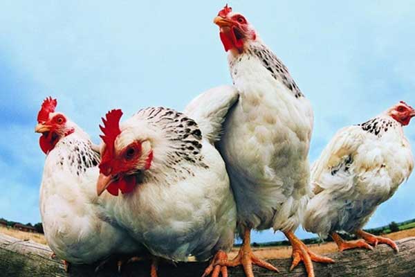 İlk Türk tavuğu Japonya’da