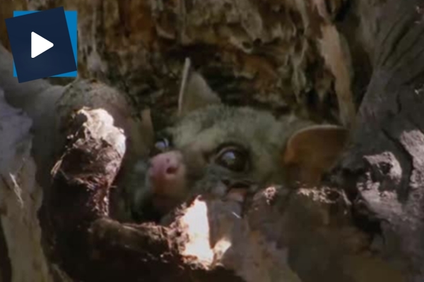 Anne sıçanın, kertenkeleyle nefes kesen düellosu