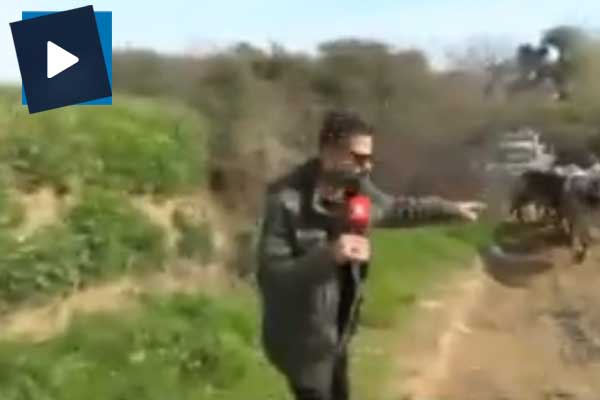 Röportajı yarıda bıraktı... 'İnek geliyor kaç kaç'