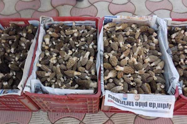 Kuzu göbeği fiyatları et fiyatlarını geçti