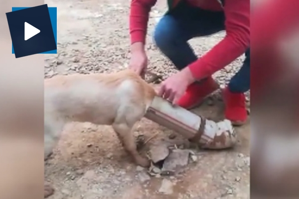 Başı boruya sıkışan köpeği şantiye çalışanları kurtardı